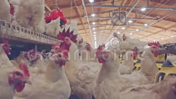 在大型养鸡场养鸡视频的预览图