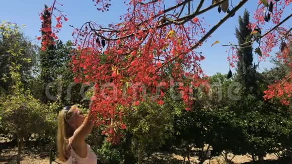 美女摸树上的红花视频的预览图