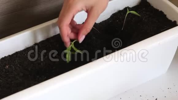 女人在用芽苗干活清除地球的根系移植辣椒苗视频的预览图