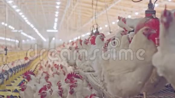 在大型养鸡场养鸡视频的预览图