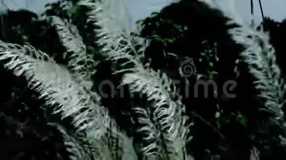 美丽的白色Kanskash草花植物Saccharum自发性在风中吹起蓝天背景许愿苏的设计视频的预览图