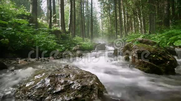 在森林中的岩石上流过流的视频视频的预览图