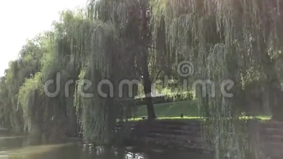 卢布尔雅那河上的老柳树视频的预览图