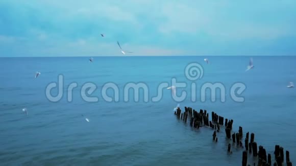 冬天的海面上的海鸥视频的预览图