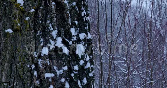 森林里的雪和风视频的预览图
