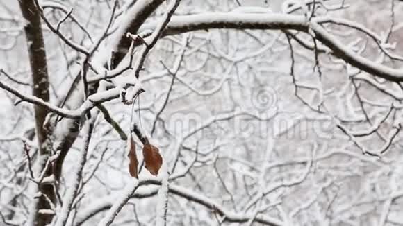 冬天两片枯叶挂在一个城市公园里一棵白雪覆盖的树的树枝上视频的预览图