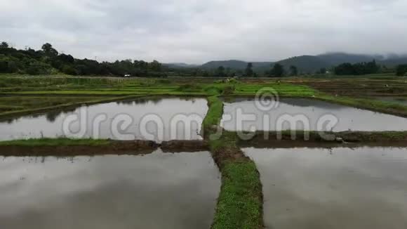 亚洲热带泰国农村绿色稻田超视频序列带主观摄像机行走视频的预览图