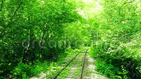 神秘密林中废弃的火车轨道视频的预览图