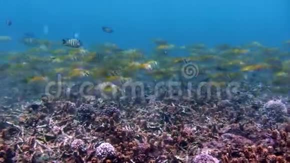 加拉帕戈斯群岛上蓝色海水背景上的条纹鱼浅滩视频的预览图