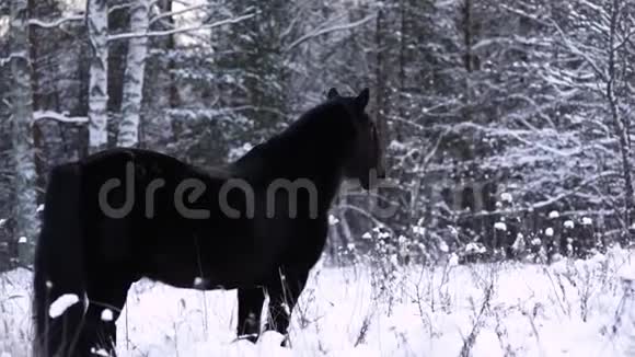 野生美丽的黑马矗立在雪中森林在背景中来自呼吸的蒸汽视频的预览图