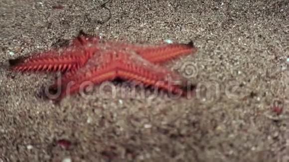 加拉帕戈斯海星五指水下海洋泻湖视频的预览图