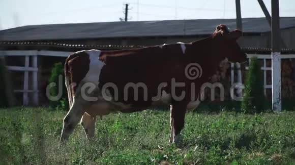 奶牛在农场吃草视频的预览图