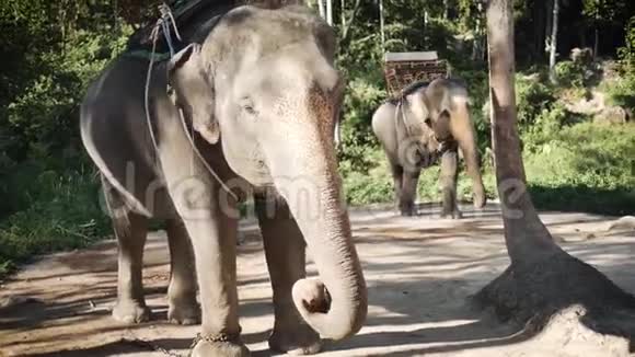 两头大象等待游客乘坐视频的预览图