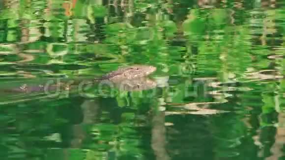 来自红树林的亚洲水监测器在翡翠河中游泳照相机在变焦时看着他视频的预览图