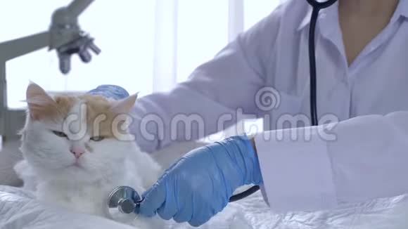 医学专家戴橡胶手套和带听诊器的面罩在兽医诊所听心跳家畜视频的预览图