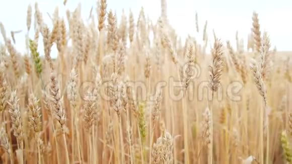 麦田地上的金色麦穗风吹动粮食作物的收成视频的预览图