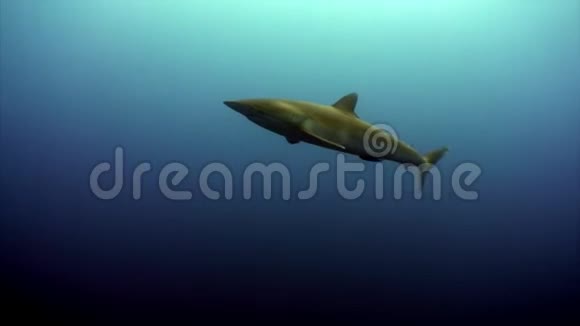 一条鲨鱼在空的单音蓝色平静的水中视频的预览图