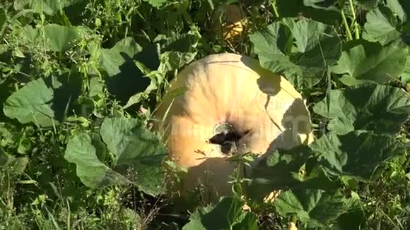 巨大的南瓜水果和温室在农村农场花园全景4K视频的预览图