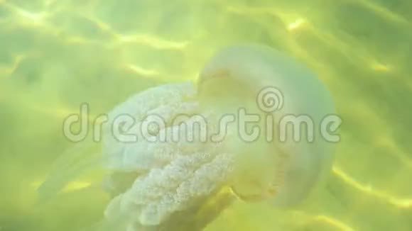 水母在水里移动视频的预览图
