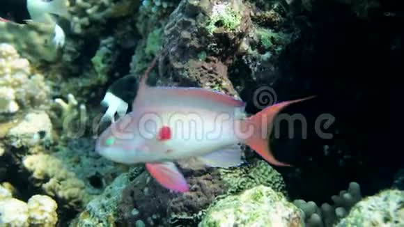红海珊瑚中的珊瑚正在寻找食物视频的预览图