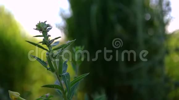 高大的草植物和带有太阳耀斑的野花视频的预览图