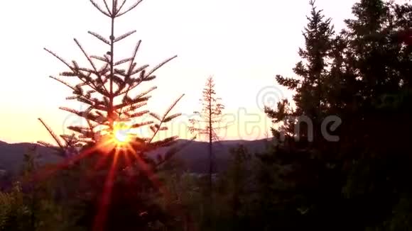 日落时的地平线从杉树后面看视频的预览图