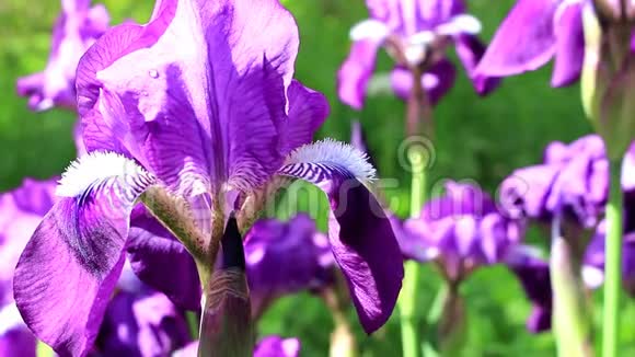 紫色美丽的花朵视频的预览图