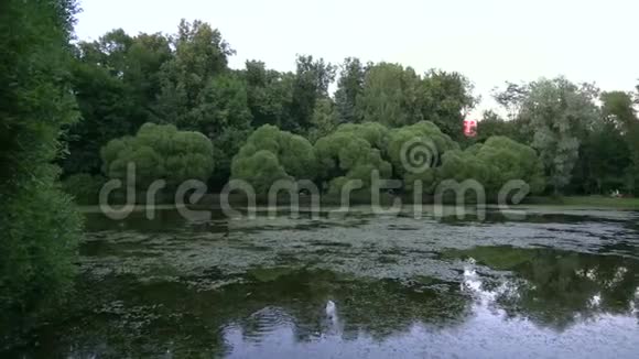 公园池塘与鸭子4K视频的预览图