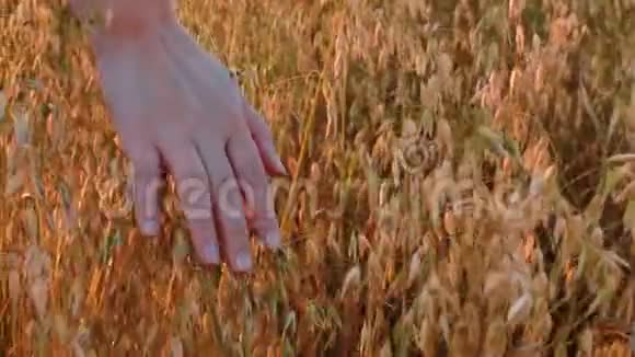 女子用手触摸秋田燕麦穗局部特写镜头视频的预览图