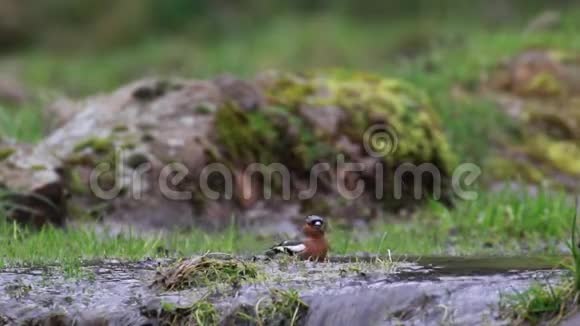 在苏格兰的春天里在一条从眼睛到鸟的小河里洗澡的普通糠科视频的预览图