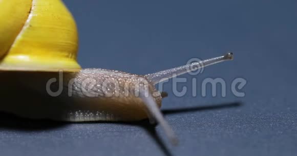 黄色蜗牛大镜头视频的预览图