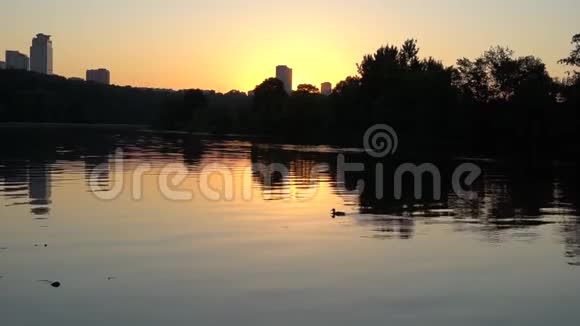 夏天日落时的鸭子视频的预览图
