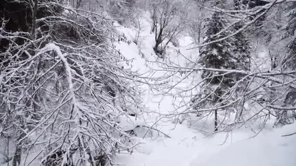 在冬林中走过雪道视频的预览图