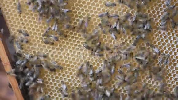 工蜂用蜂蜜做蜂巢人类的手指头显示了蜂蜜在细胞中的位置视频的预览图
