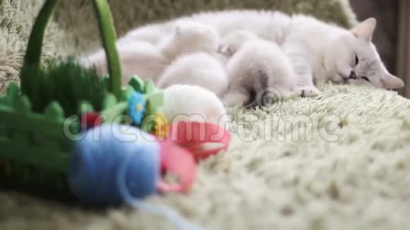 小猫正在吃猫妈妈牛奶猫和小猫爱和温柔视频的预览图