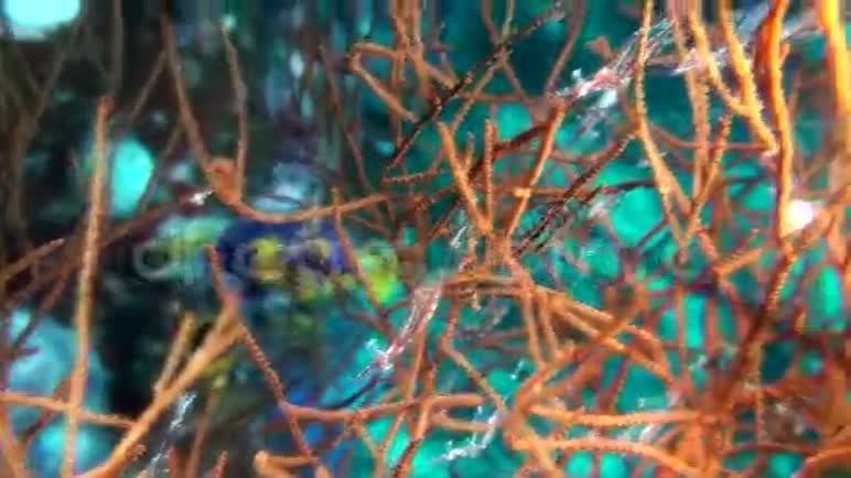 大猩猩珊瑚的半透明虾尾草i视频的预览图