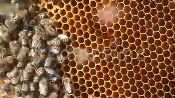 蜂窝中的蜜蜂视频的预览图