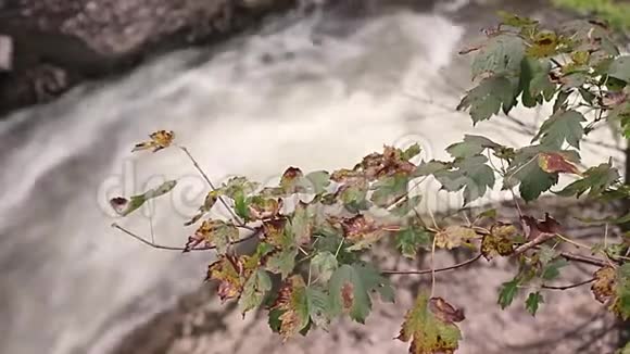 瀑布叶秋天自然视频的预览图