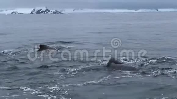 海洋中鲸鱼尾巴的特写视频的预览图