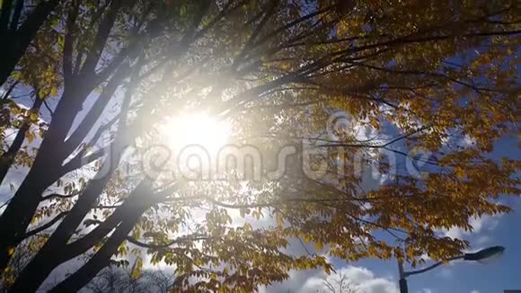 4秋季在新鲜空气中移动的彩色叶子的Kvvvideo视频的预览图