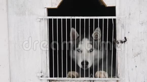 可爱的西伯利亚哈士奇在笼子里视频的预览图