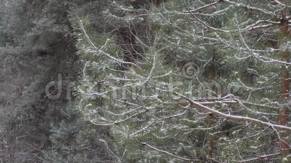 装饰树木背景下的大雪视频的预览图