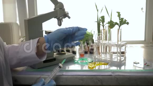 植物学实验室专业人员在实验中用注射器将药物注入转基因植被中视频的预览图