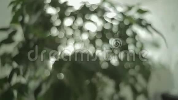 盆栽的叶子视频的预览图