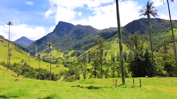 哥伦比亚科科拉山谷世界上最高的棕榈树视频的预览图