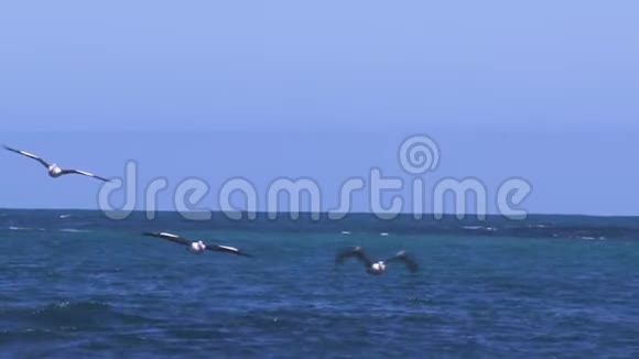 海鸥在海洋上空飞翔视频的预览图