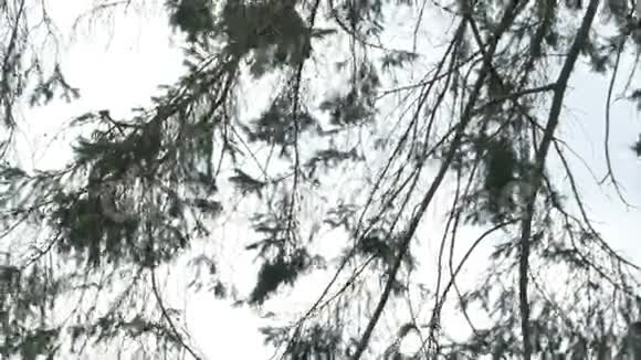 枞树鸟盒子视频的预览图