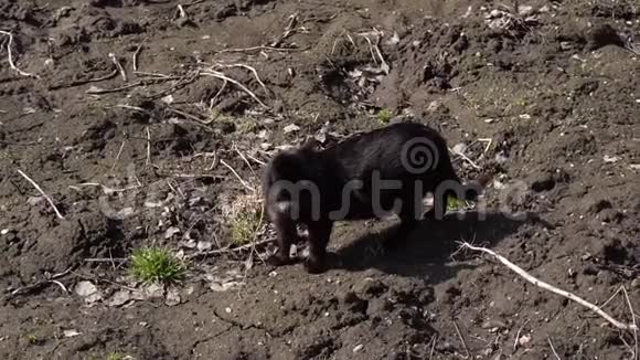 黑猫走在花园里慢动作视频的预览图