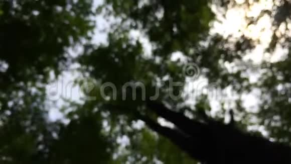 森林树木模糊了自然视频的预览图