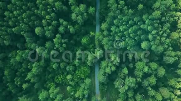 在松树林的乡间小路上乘坐深色汽车的鸟瞰图视频的预览图